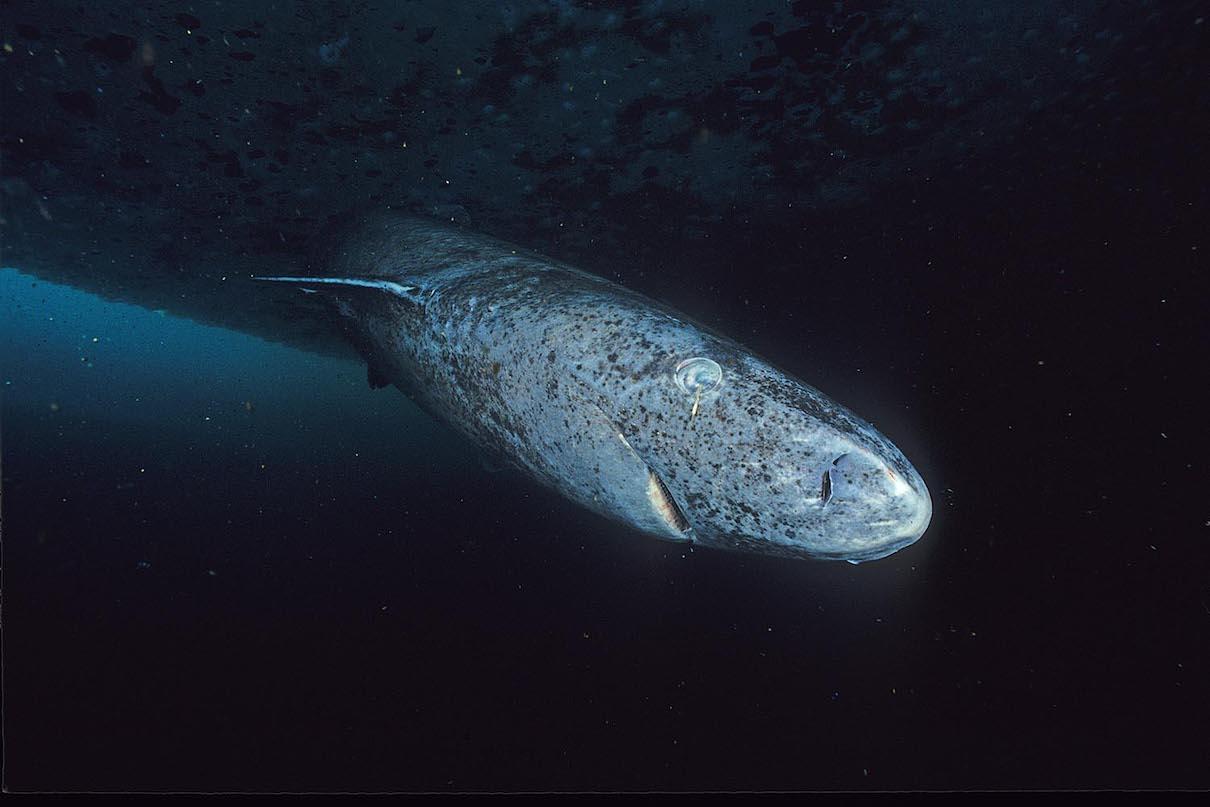 Greenland shark, world’s longest-living vertebrate, gets long-awaited